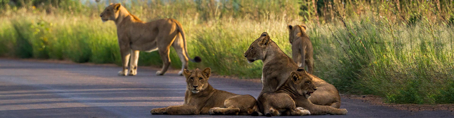 Safari Kruger